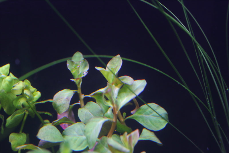 植栽から1日目